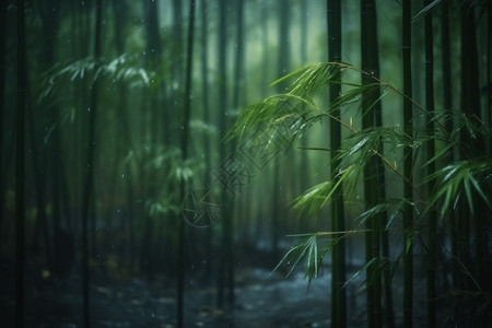 中国风雨中竹林背景图片