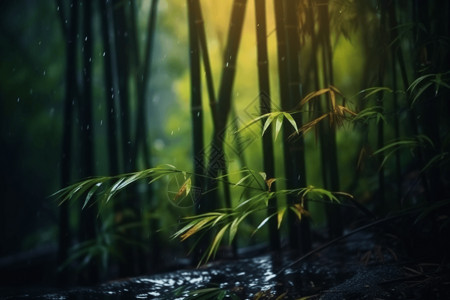 风雨中鹅卵石风雨中的竹林背景