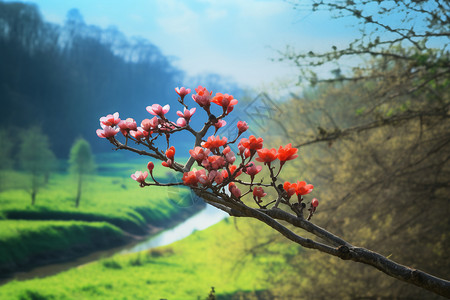 春天盛开的樱花图片背景图片
