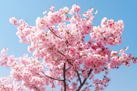 春天盛开的樱花树图片