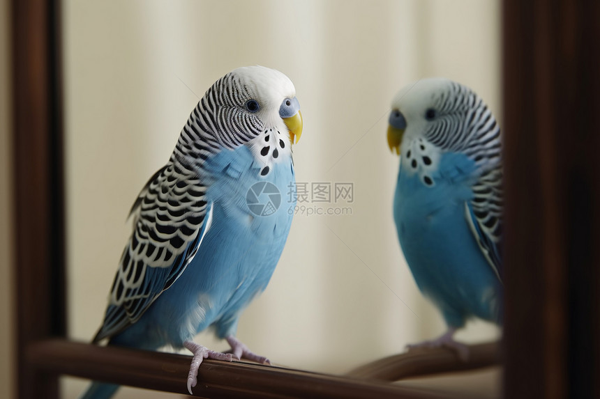 蓝色虎皮鹦鹉在镜子里看着自己图片
