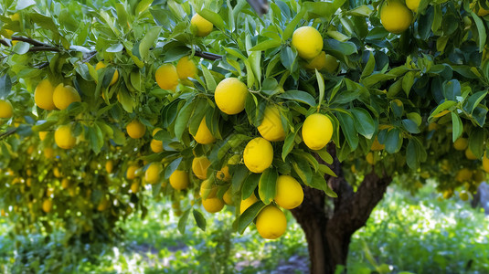 农场的柠檬树图片