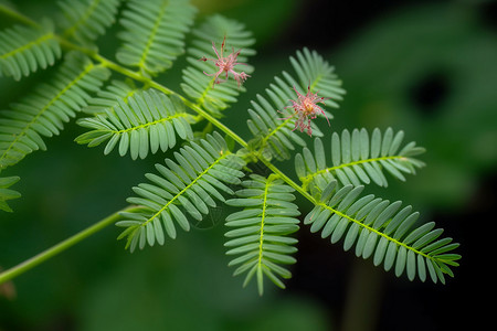 含羞草植物的叶子高清图片