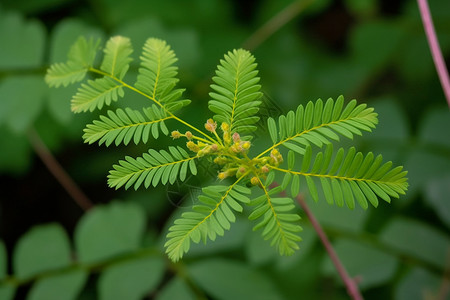 含羞草叶子含羞草芽高清图片