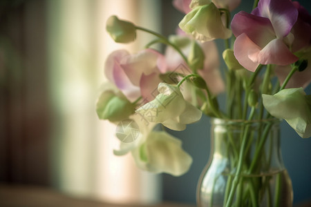 花瓶中的豌豆花图片