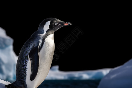 南极野生动物可爱的企鹅背景
