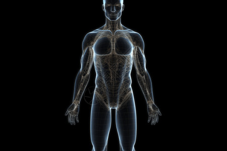 人体的子午线系统3D概念图图片