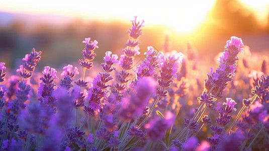 薰衣草田和美丽的日落背景图片