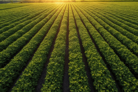 大豆农田阳光下的农作物设计图片