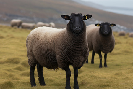 草原上的羊黑色上的红羊高清图片