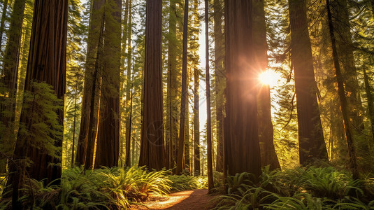阳光穿过红杉树图片高清图片