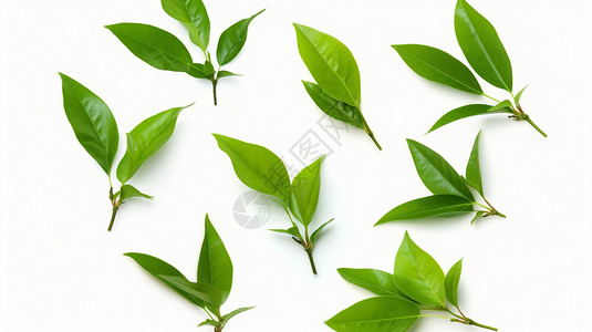 茶叶种植白色背景上的茶叶设计图片