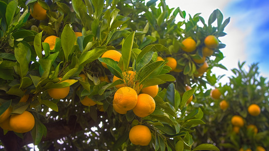 树上的橘子特写镜头图片