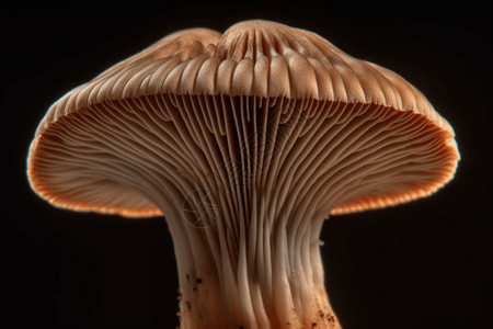 靓丽的蘑菇图片