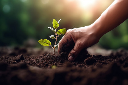 将幼苗种植到地下背景图片