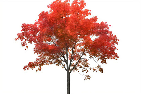 白色背景上的红色枫树图片