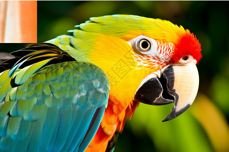 彩色的鹦鹉鸟图片