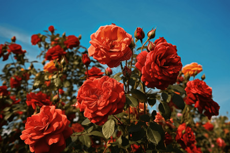 生长鲜艳的玫瑰图片
