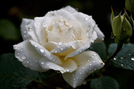 露珠玫瑰露珠白玫瑰的特写镜头设计图片