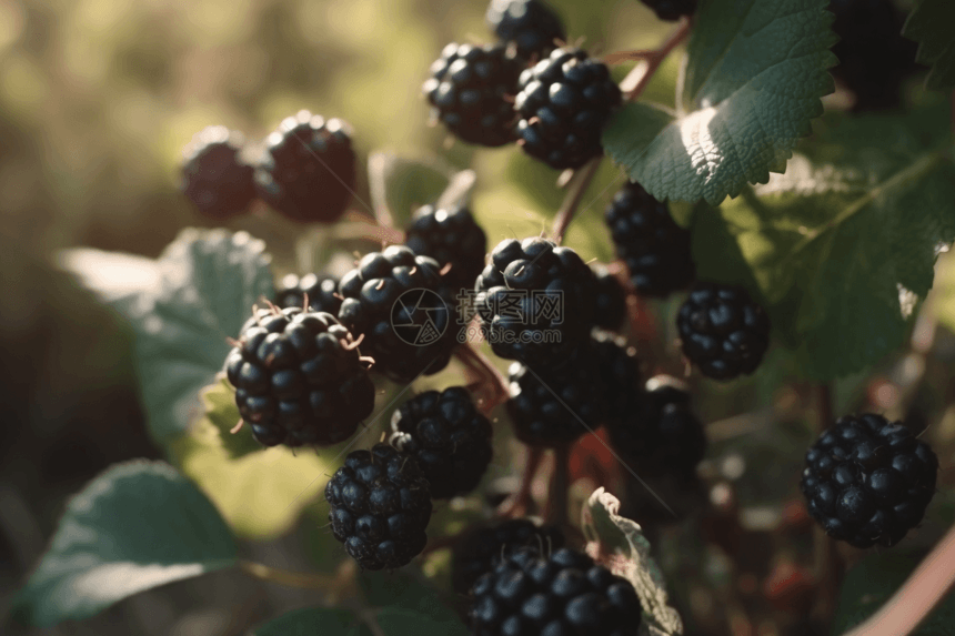 黑莓食物图片