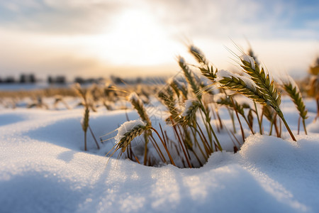 雪堆里的小麦高清图片