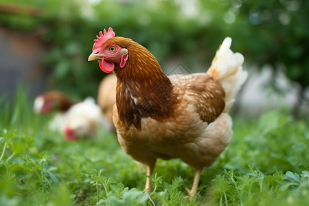草地上的鸡的特写背景图片