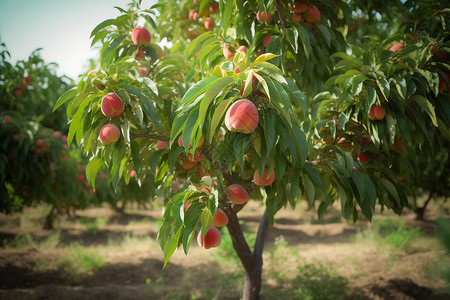 桃树上成熟的桃子高清图片