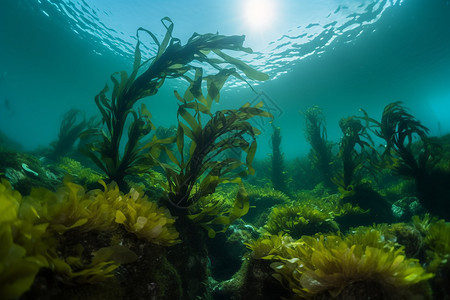 海里植物海里生长的海带背景