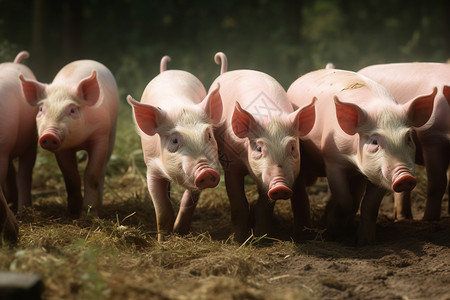 农场里的小猪背景图片