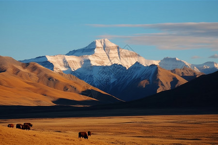 青藏高原的壮观景象图片