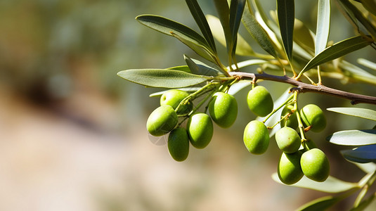 绿色的橄榄木本植物高清图片