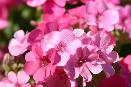 盛开的粉红色天竺葵图图片