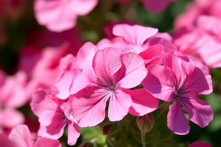 盛开的粉红色天竺葵图背景图片