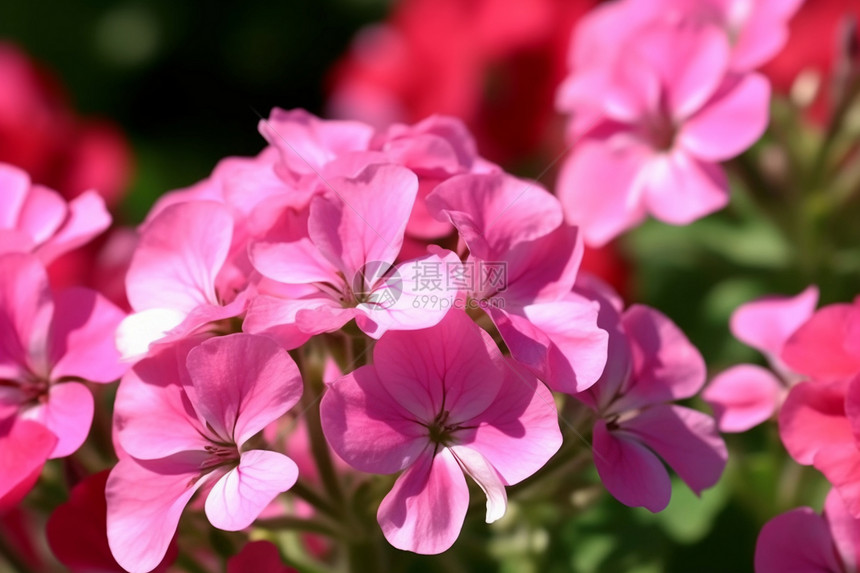 盛开的粉红色天竺葵特写图片图片