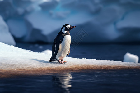企鹅冰山南极的企鹅背景