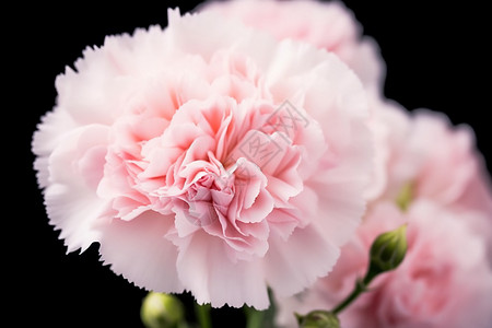 淡粉色的康乃馨背景图片