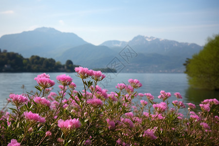 阿萨利亚花卉背景