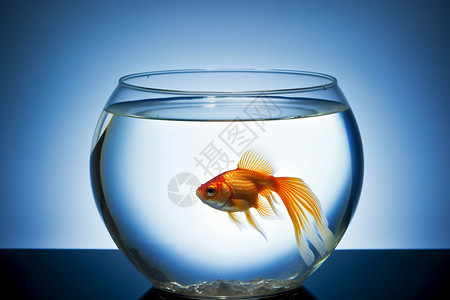 金鱼与鱼缸背景图片