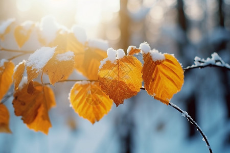 深秋的雪中黄色叶子图片