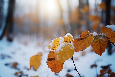 深秋和初冬的雪中黄色叶子图片
