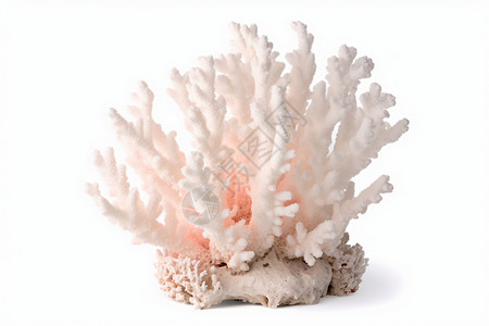 礁石与贝壳白色的珊瑚背景