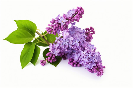 紫色丁香花背景图片