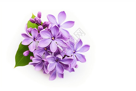 紫色的丁香花躲高清图片