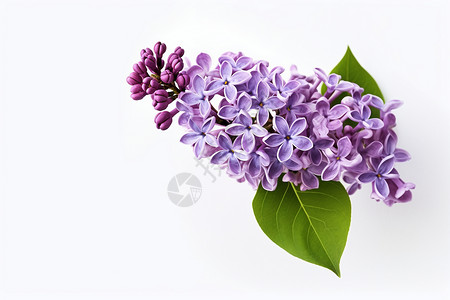 紫色丁香花背景图片