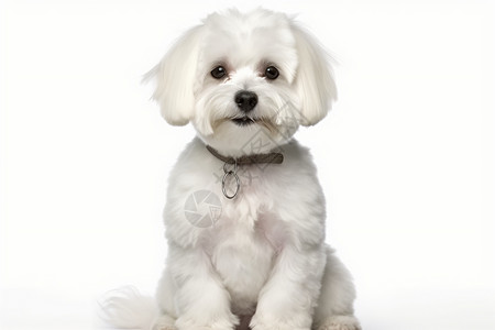 白色可爱的狗狗图片