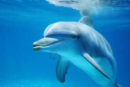 海豚在水族馆内游泳图图片