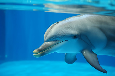 海豚在水族馆内游泳图片背景图片