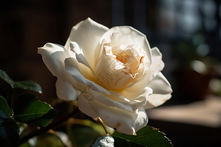 一枝绽放的白玫瑰背景图片