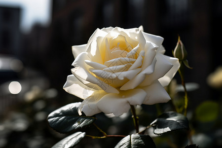 阳光下绽放的白玫瑰背景图片