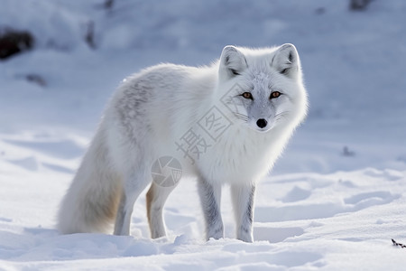 冬季大自然的北极狐背景图片